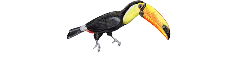 ParrotHeadMerch_title